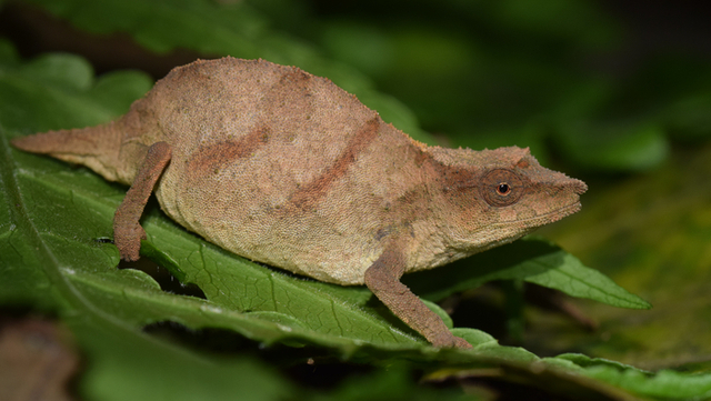 Bunglon Rhampholeon chapmanorum. Foto: Krystal Tolley via Cambridge University Press