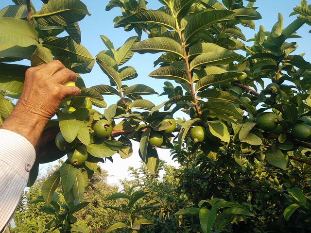 Pohon jambu biji merupakan contoh tanaman yang dapat dicangkok. Foto: Pixabay