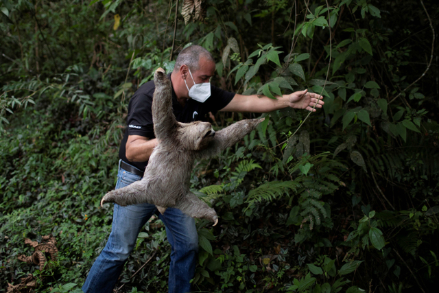 Foto: Melihat Pusat Penyelamatan Kukang di Venezuela (133473)