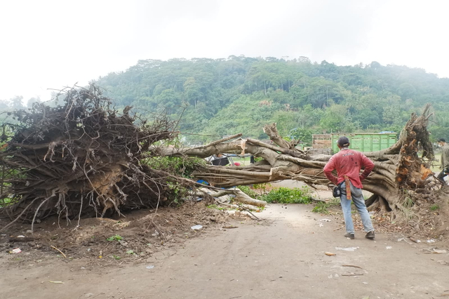 Pohon tumbang akibat angin puting beliung di Kecamatan Panjang Bandar Lampung, Kamis (5/8) | Foto : Sidik Aryono/ Lampung Geh