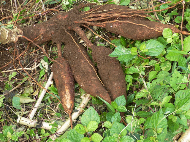 Singkong dengan segudang manfaat. Foto: dok. https://pixabay.com/