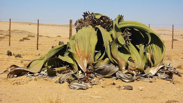 Tanaman Welwitschia. Foto: Wikimedia Commons