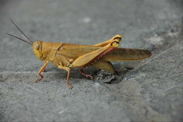 Belalang memiliki kaki belakang untuk mendorong tubuhnya ketika melompat. Foto: Flickr