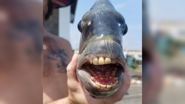 Ikan Sheepshead, atau ikan kepala domba dalam bahasa Indonesia. Ia memiliki nama latin Archosargus probatocephalus. Foto: Jennette's Pier via Facebook