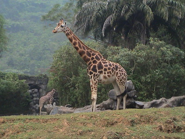 Jerapah adalah salah satu contoh vertebrata dan mamalia. Foto: Flickr