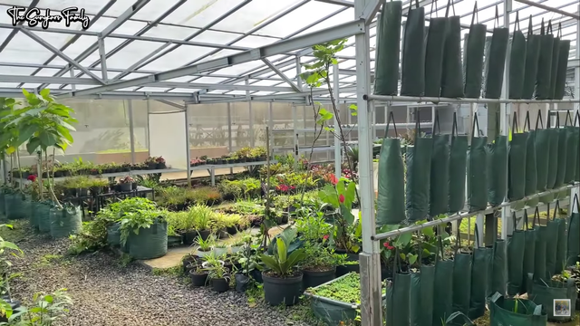 Melihat Kebun dan Sawah Organik di Rumah Mark Sungkar (95420)