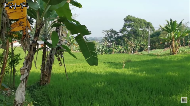 Melihat Kebun dan Sawah Organik di Rumah Mark Sungkar (95425)