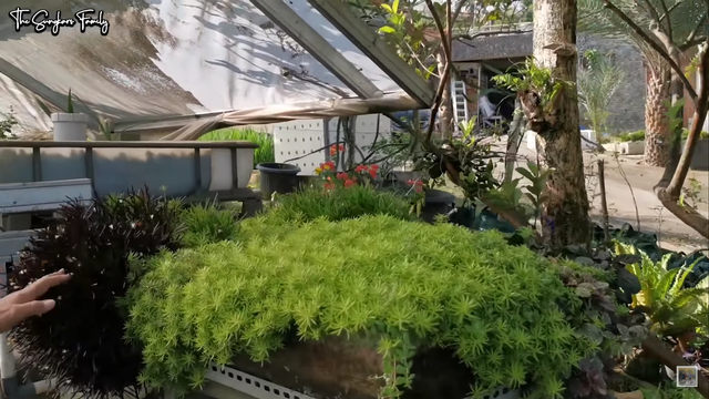 Melihat Kebun dan Sawah Organik di Rumah Mark Sungkar (95426)