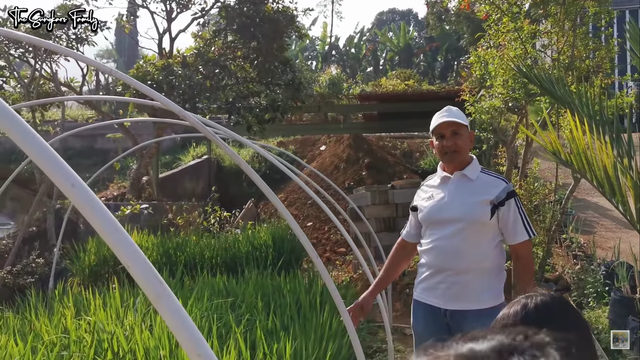 Melihat Kebun dan Sawah Organik di Rumah Mark Sungkar (95427)