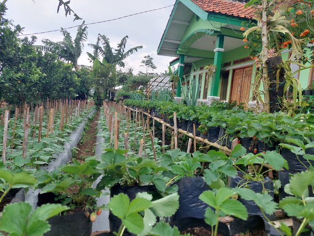 Manfaatkan pekarangan sebagai sumber pangan yang beragam dan bergizi bagi keluarga. Foto: BKP Kementan 