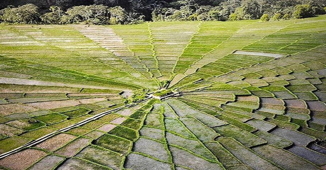 Sawah jaring laba-laba di Lodok Cancar, Manggarai. Foto : Engkos Pahing