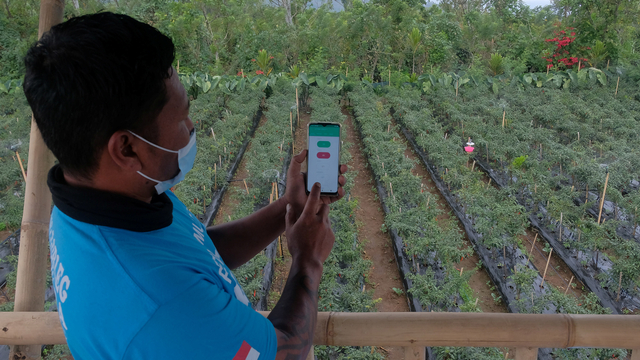 Petani mengoperasikan aplikasi pada telpon genggam saat menyiram tanaman hortikultura dalam metode smart farming di Desa Gobleg, Buleleng, Bali, Minggu (8/8). Foto: Nyoman Hendra Wibowo/ANTARA FOTO