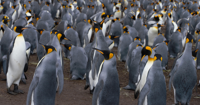 Gara-gara Es Mencair, Spesies Penguin Terbesar di Dunia Ini Terancam Punah (22144)
