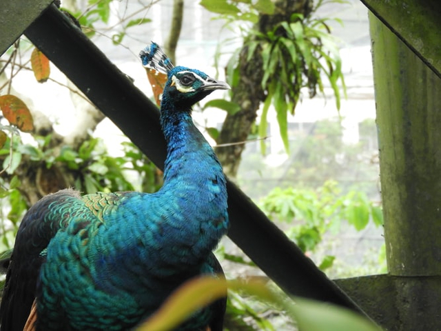5 Penyebab Keberadaan Burung Cenderawasih Semakin Terancam | kumparan.com