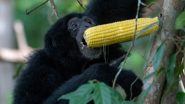 Seekor Siamang atau Kera Hitam (Symphalangus syndactylus) memakan jagung saat dilepasliarkan di Kawasan Suaka Margasatwa Dangku, Musi Banyuasin, Senin (9/8/2021). Foto: Nova Wahyudi/ANTARA FOTO