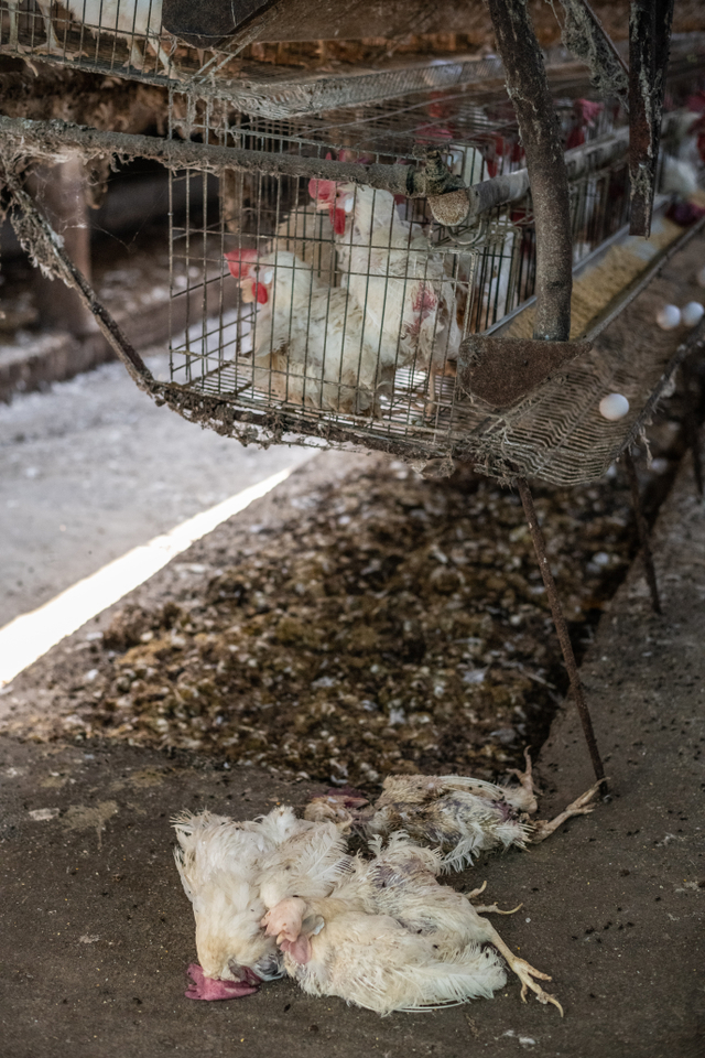 Penggunaan antibiotik pada ayam sering disalahgunakan untuk terapi yang sifatnya pencegahan. Bukan pengobatan. Dok: unsplash/Jo-Anne McArthur