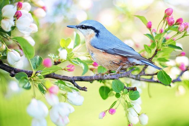 Burung bernapas menggunakan paru-paru dan pundi-pundi udara. Foto: Pixabay