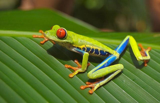 Katak dewasa bernapas menggunakan paru-paru. Foto: Pixabay