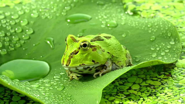 Alat Dan Sistem Pernapasan Katak Fase Berudu Hingga Katak Dewasa Kumparan Com