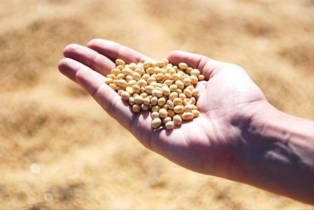 Pemilihan biji kedelai yang baik dalam proses pembuatan tempe. Foto: Pixabay