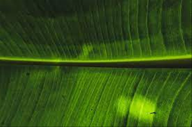 Daun pisang adalah bahan pembungkus alami yang digunakan dalam proses pembuatan tempe. Foto: Pixabay