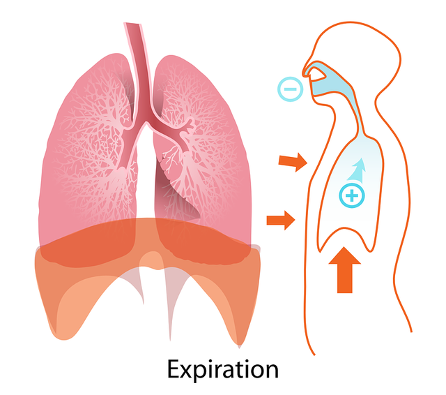 Organ pernapsan manusia terdiri dari hidung, tenggorokan, dan paru-paru. Foto: Pixabay