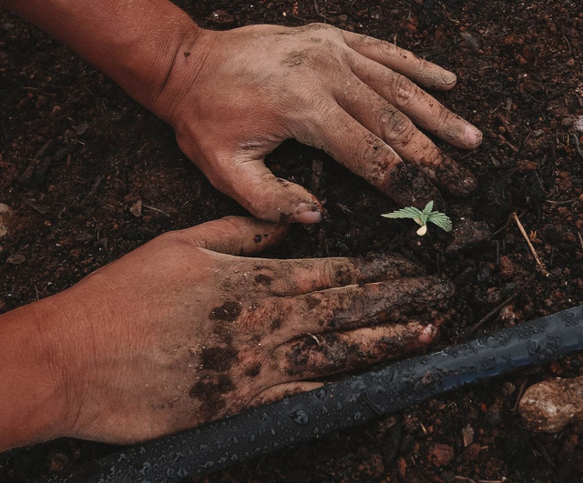 unsplash.com - Bagaimana cara petani sayur memanfaatkan lingkungan hidup?