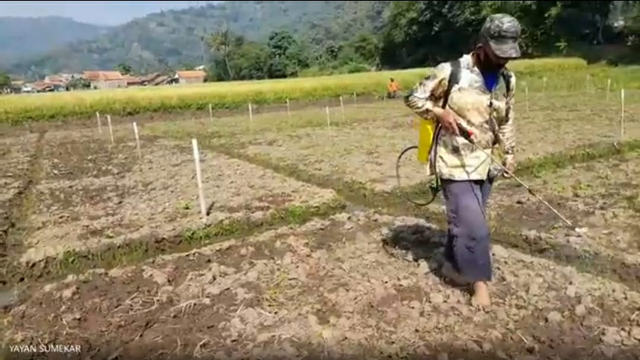 Proses Penyemprotan Herbisida Pada Tanaman. Foto: Tangkapan layar pada dokumentasi pribadi.