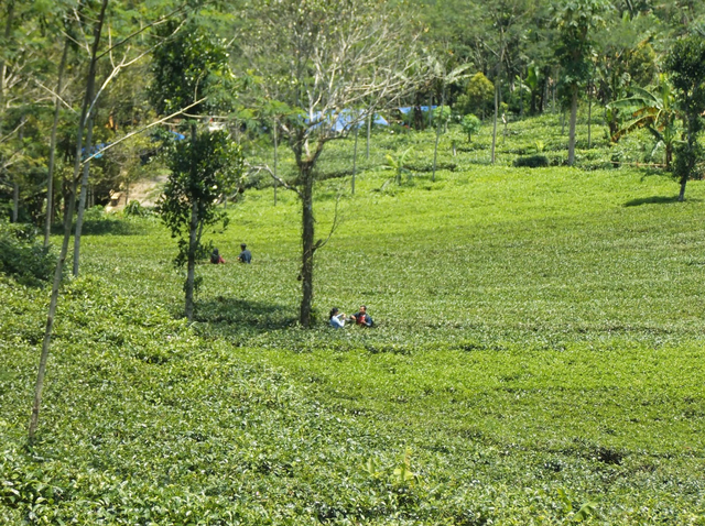 Suasana Kebun Teh Ngaliyan (Source: Dokumentasi Pribadi)