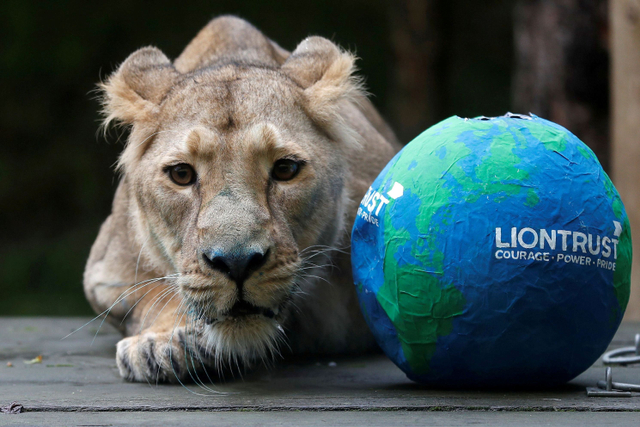 Arya, singa betina Asia terlihat dalam kesempatan berfoto untuk memperingati Hari Singa Sedunia di Kebun Binatang ZSL London, Inggris. Foto: Peter Nicholls/REUTERS
