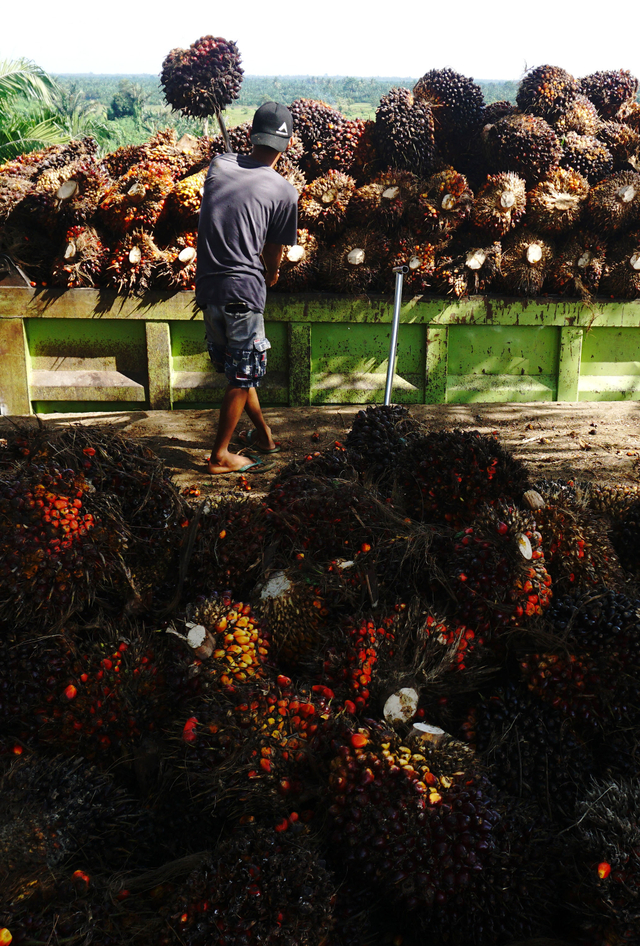 Pekerja membongkar muat Tandan Buah Segar (TBS) kelapa sawit ke atas truk. Foto: ANTARA FOTO/ Akbar Tado