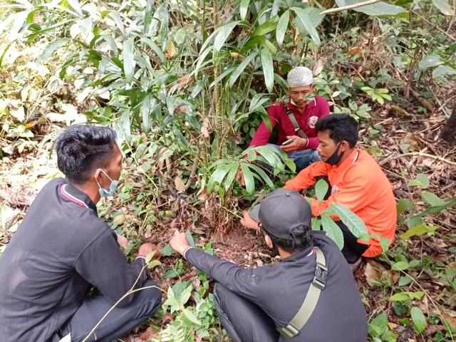 Sekelompok Orang Rimba memantau tanaman jernang/Istimewa