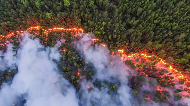 Kebakaran hutan terjadi di Siberia.  Foto: REUTERS