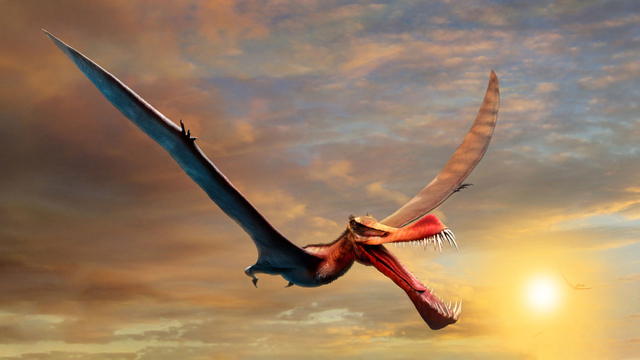 Ilustrasi 'naga terbang' Pterosaurus. Foto: Dok. The University of Queensland
