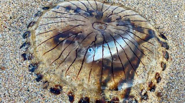 Ubur-ubur kompas terdampar dengan ikan di dalam perutnya.  Foto: Ian Watkin/Cornwall Wildlife Trust/Facebook