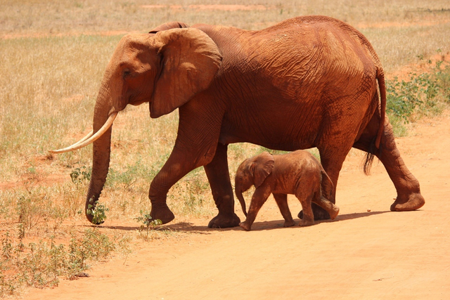 Gajah merupakan hewan yang berkembang biak dengan cara vivipar. Namun, gajah hanya mampu melahirkan satu anak, berbeda dengan hewan vivipar lainnya. Sumber: Pexels.com