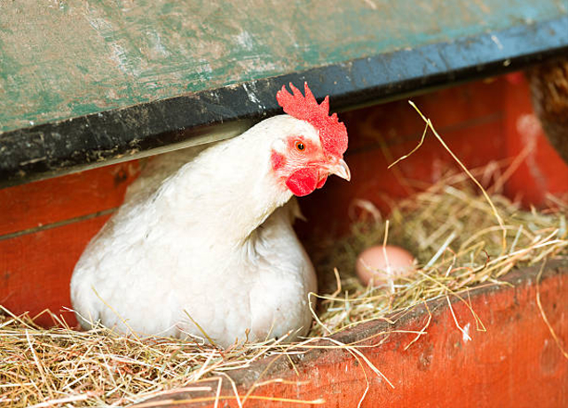 Telur dierami oleh induknya merupakan ciri hewan yang berkembang biak dengan cara