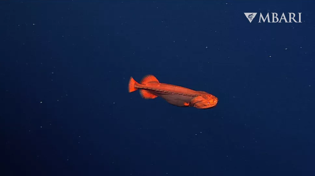 Wujud ikan paus oranye yang bisa berubah bentuk.  Foto: Monterey Bay Aquarium Research Institute (MBARI)