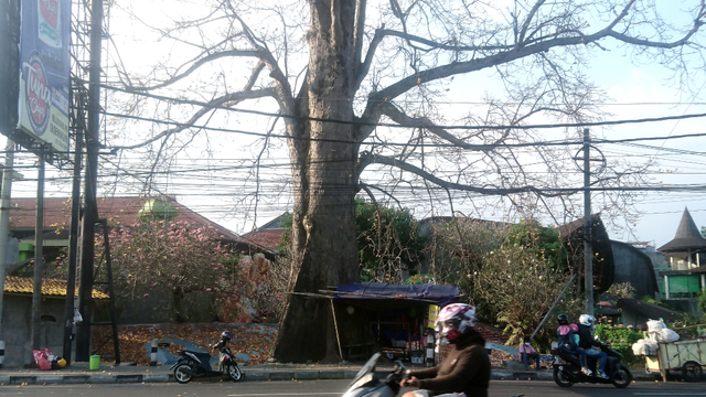 Kesempurnaan Randu Alas Affandi, Ibu dari Randu Alas di Jogja (145813)