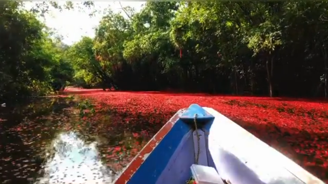 Bunga Putat berwarna merah memenuhi permukaan Danau Gatal, Kotawaringin Barat/InfoPBUN/foto : Willy