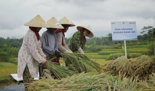 Aktivitas pertanian yang memperoleh dukungan BRI. Foto: Dok. BRI