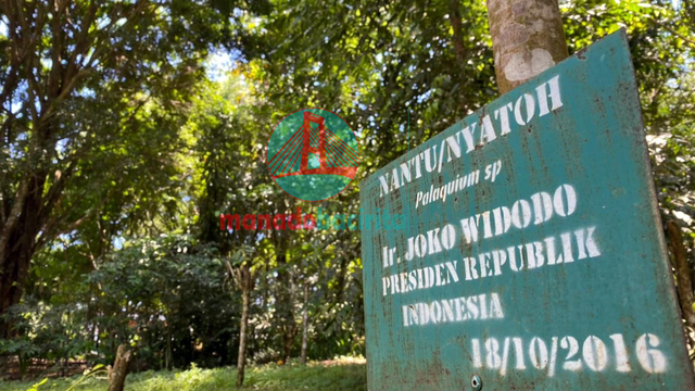 Pohon Nantu yang ditanam oleh Presiden Jokowi di Hutan Kenangan, Kabupaten Minahasa Utara