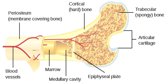 Ultrasonografi untuk Diagnosis Osteoporosis (5)