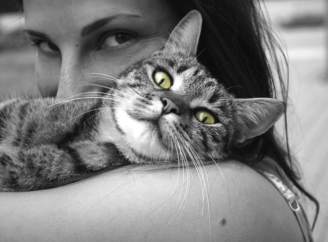 Memeluk Kucing. Sumber : Pixabay