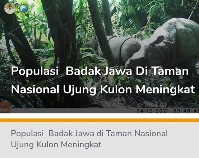 Populasi badak Jawa di Taman Nasional Ujung Kulon. Foto: Instagram/@btn_ujungkulon