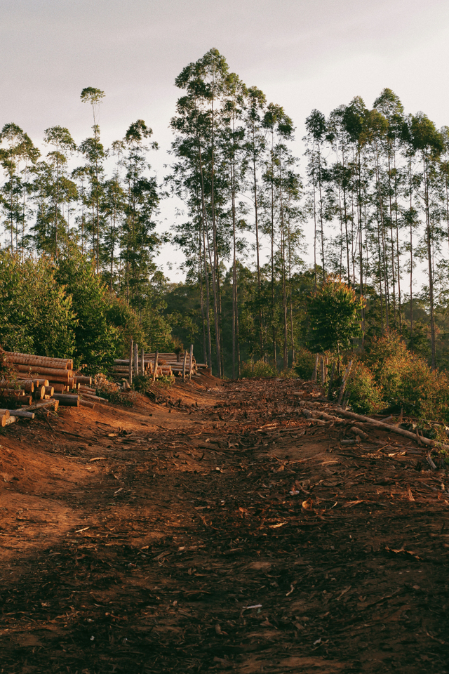 Yang secara ditebang terjadi bila liar pohon hutan sebutkan di 2 banyak akibat Penebangan Hutan