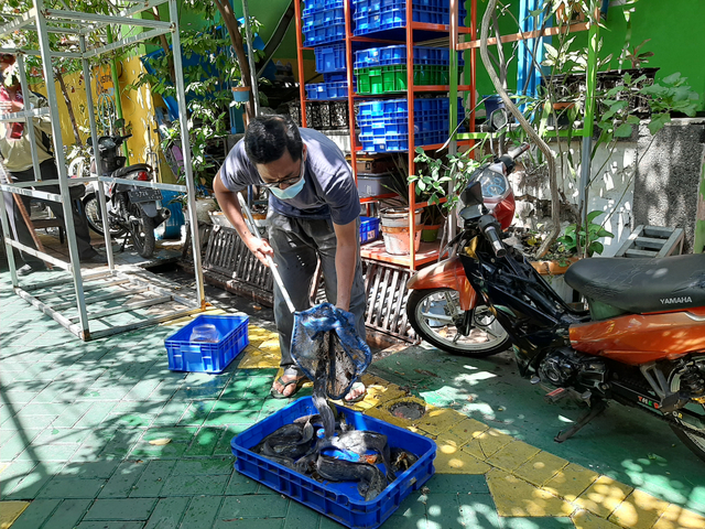 Masmulyono ketika menjaring ikan lele hasil budidaya di Kampung Ondomohen Magersari V. Foto-foto: Amanah Nur Asiah/Basra