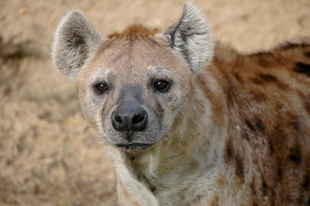 Hyena merupakan hewan predator malam yang bergerombol dengan rekan-rekannya saat berburu. Foto: Pixabay