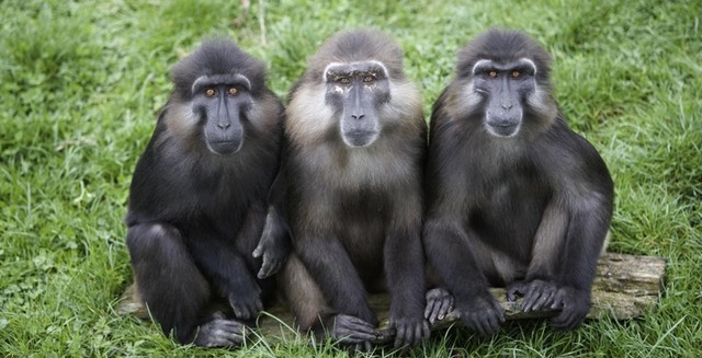Monyet hitam tonkean atau monyet tonkean (Macaca tonkeana) adalah spesies primata di keluarga Cercopithecidae. Foto: primata.ipb.ac.id