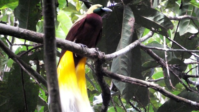 Terancam Punah, Ini 3 Upaya Menjaga Kelestarian Burung Cenderawasih |  kumparan.com